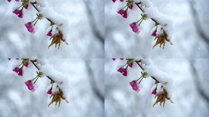唯美雪中海棠花盛开素材