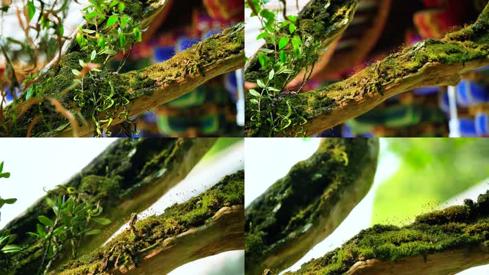 4K古树苔藓绿苔唯美小清新