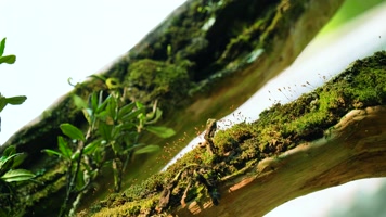 4K古树苔藓绿苔唯美小清新 4K古树苔藓绿苔唯美小清新