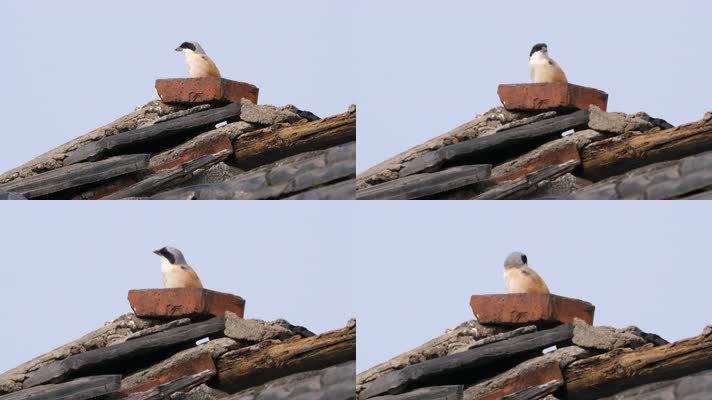 屋顶一只伯劳鸟在等待猎物出现