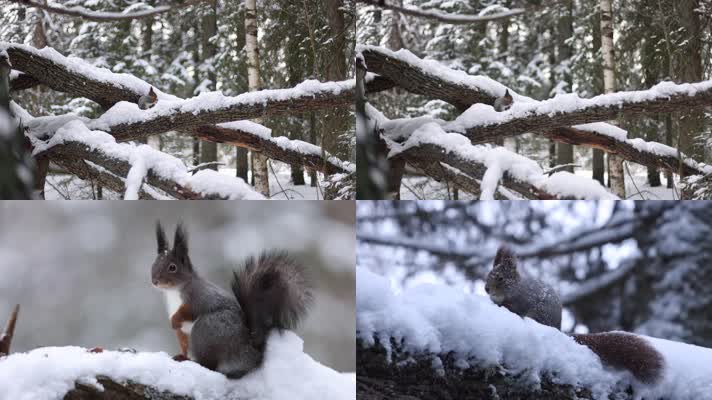 冬季森林大雪松鼠积雪中觅食特写
