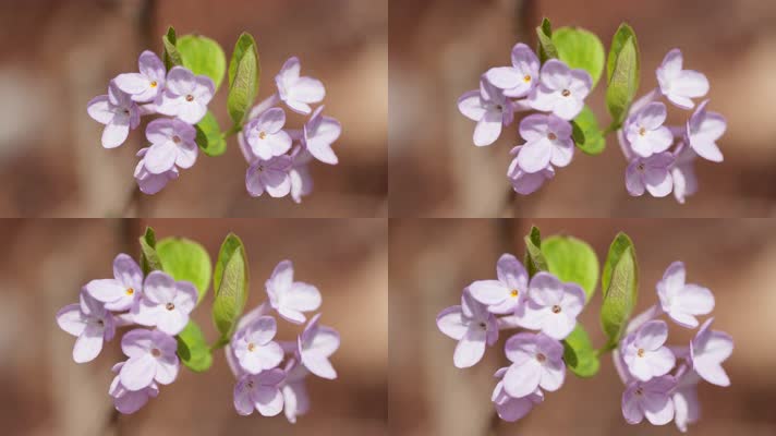 春天粉紫色芫花朵卉野花实拍空镜