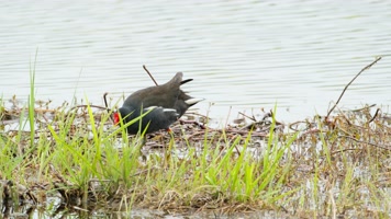 湿地水鸟黑水鸡觅食实拍 湿地水鸟黑水鸡觅食实拍