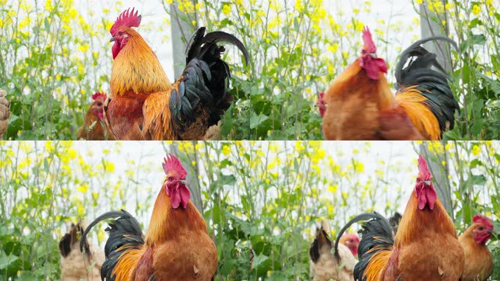 农村散养大公鸡华丽转身特写