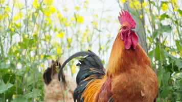 农村散养大公鸡华丽转身特写