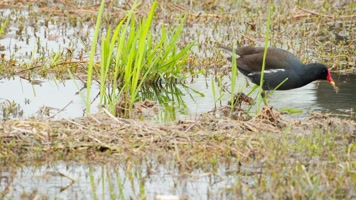 沼泽湿地池塘里黑水鸡觅食 沼泽湿地池塘里黑水鸡觅食