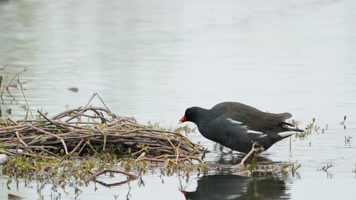 湿地沼泽水鸟黑水鸡上岸 湿地沼泽水鸟黑水鸡上岸