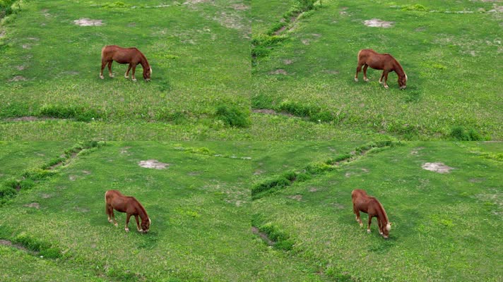 航拍草坪上的马吃草