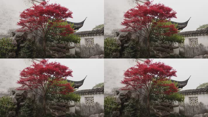 苏州园林屋檐红枫叶院墙中式建筑意境唯美