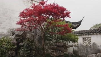 苏州园林屋檐红枫叶院墙中式建筑意境唯美