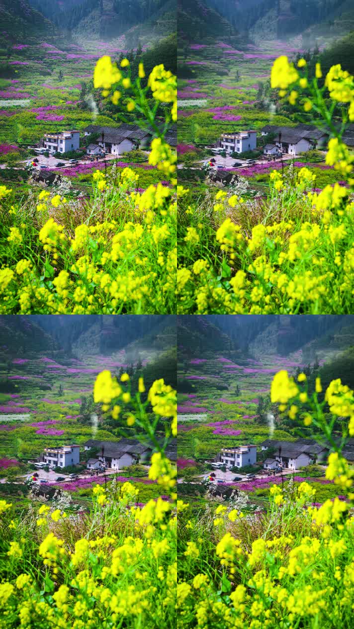 竖版手机视频自然风景 (218)手机竖版自然风景山洞乡村美景