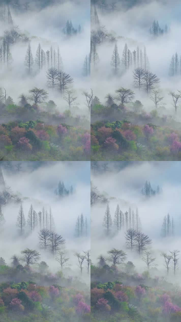 手机竖版自然风景山水乡村美景  (241手机竖版自然风景山水乡村美景