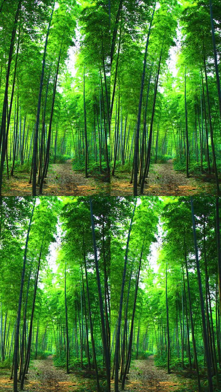手机竖版自然风景山水乡村美景  (485手机竖版自然风景山水乡村美景