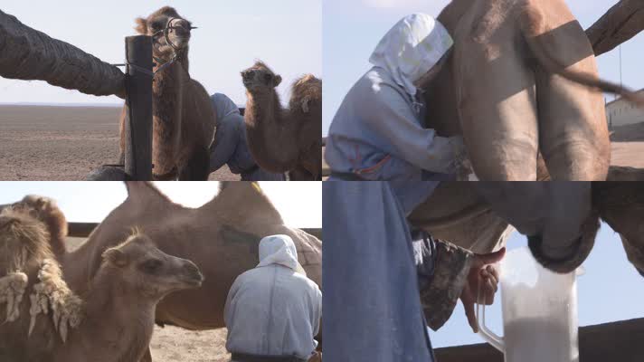 Y1内蒙古乌兰察布四子王旗骆驼挤奶过程