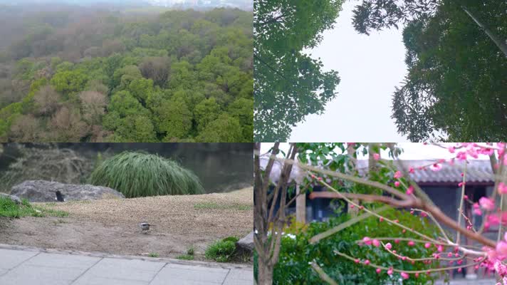 杭州植物园公园春天户外美景风景