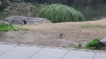 杭州植物园公园春天户外美景风景视频素材