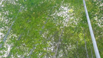 杭州植物园公园春天户外美景风景视频素材4