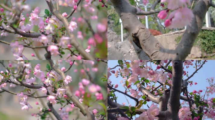 春天秋天樱花树枝叶植物特写风景4