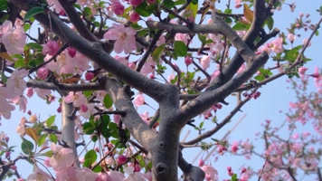 春天秋天枫树叶樱花花朵草木小清新唯美风景视频素材