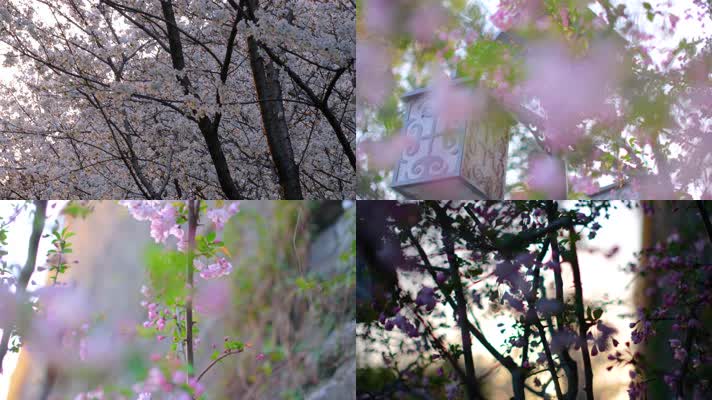 春天花朵樱花盛开植物风景44