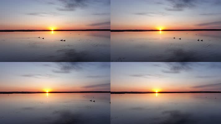 草原湿地朝霞日出水中游泳的水鸟野鸭子