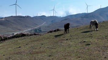 4K航拍乌蒙大草原马群