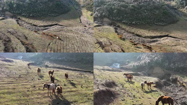 4K航拍乌蒙大草原矮脚马