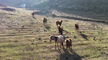 4K航拍乌蒙大草原矮脚马