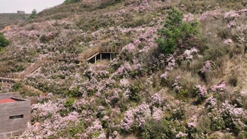 航拍贵州乌蒙大草原的万亩杜鹃花盛开期