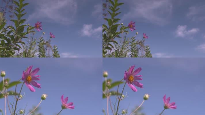 h粉色花卉与蔚蓝天空