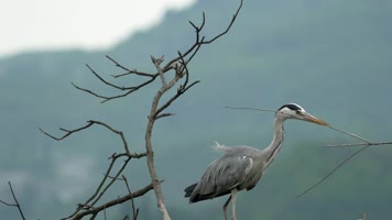 贵阳市开阳县党寨苍鹭（S-Cinetone色彩）1 