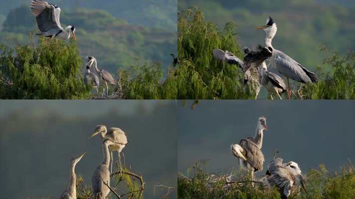 开阳县党寨苍鹭（S-Cinetone色彩）4