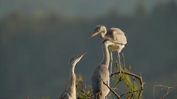 开阳县党寨苍鹭（S-Cinetone色彩）4