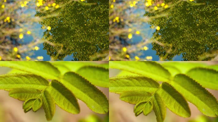 水面倒影绿植树叶实拍空镜