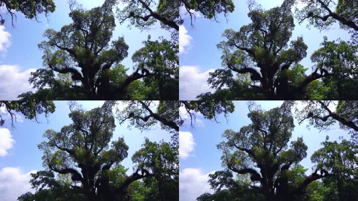 蓝天白云大树唯美风景