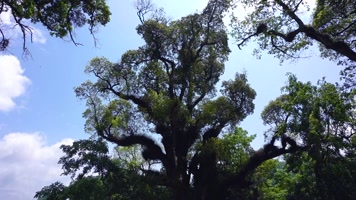 蓝天白云大树唯美风景