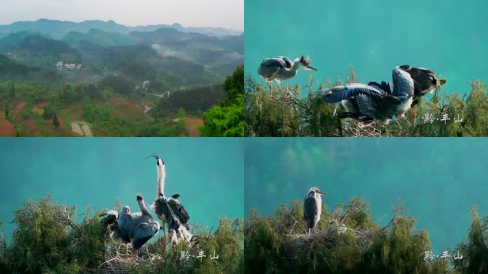 母亲节：操劳的苍鹭妈妈