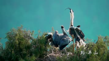 母亲节：操劳的苍鹭妈妈