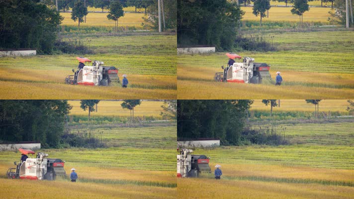 农村农名水稻成熟收割机实拍