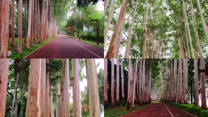 柳沙公园桉树林