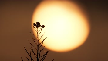 逆光日落太阳植物花朵剪影实拍空镜