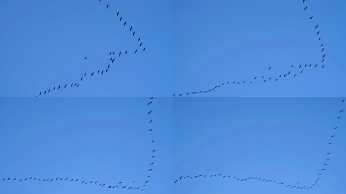大雁南飞候鸟迁徙