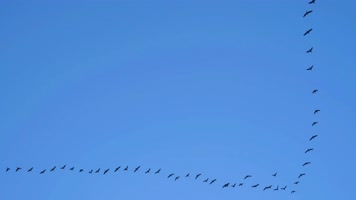 大雁南飞候鸟迁徙