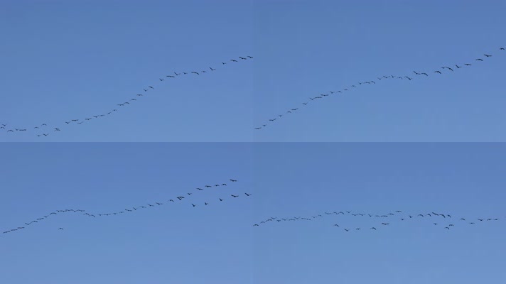 大雁南飞候鸟迁徙