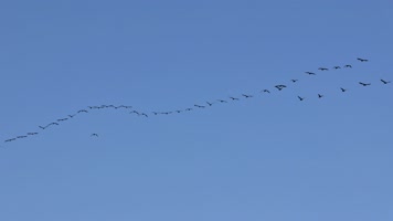 大雁南飞候鸟迁徙