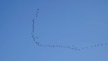 大雁南飞候鸟迁徙