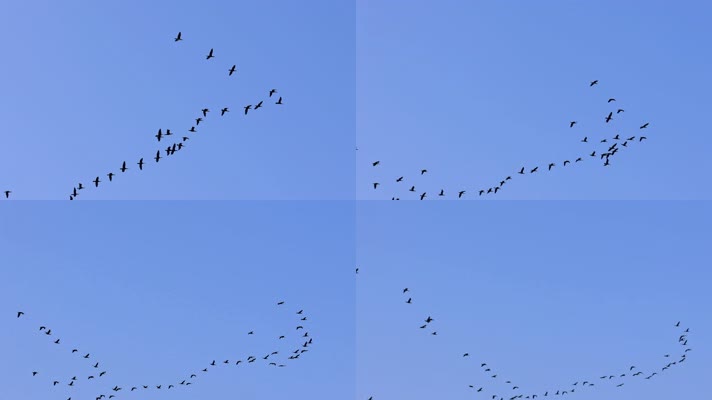 大雁南飞候鸟迁徙