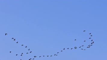 大雁南飞候鸟迁徙