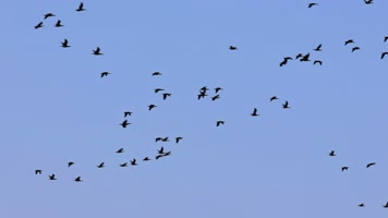 大雁南飞候鸟迁徙