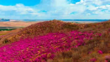 4K高山杜鹃花 4K高山杜鹃花